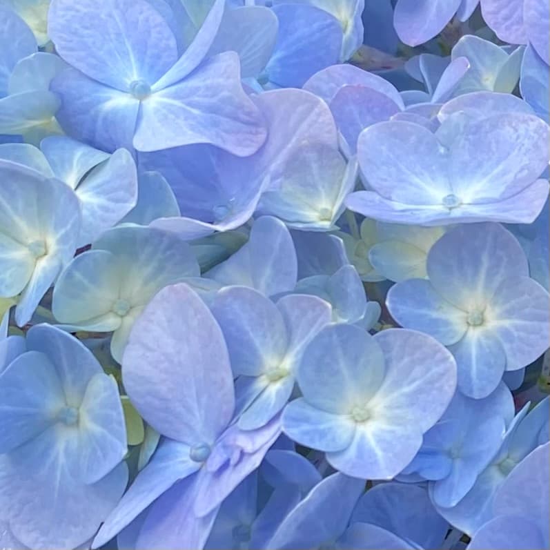 photo of Big Leaf Hydrangea