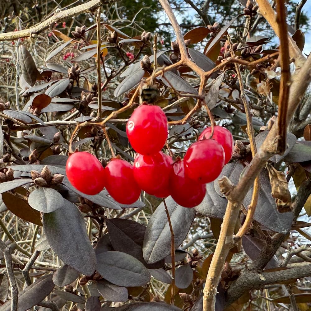 photo of Bittersweet Nightshade
