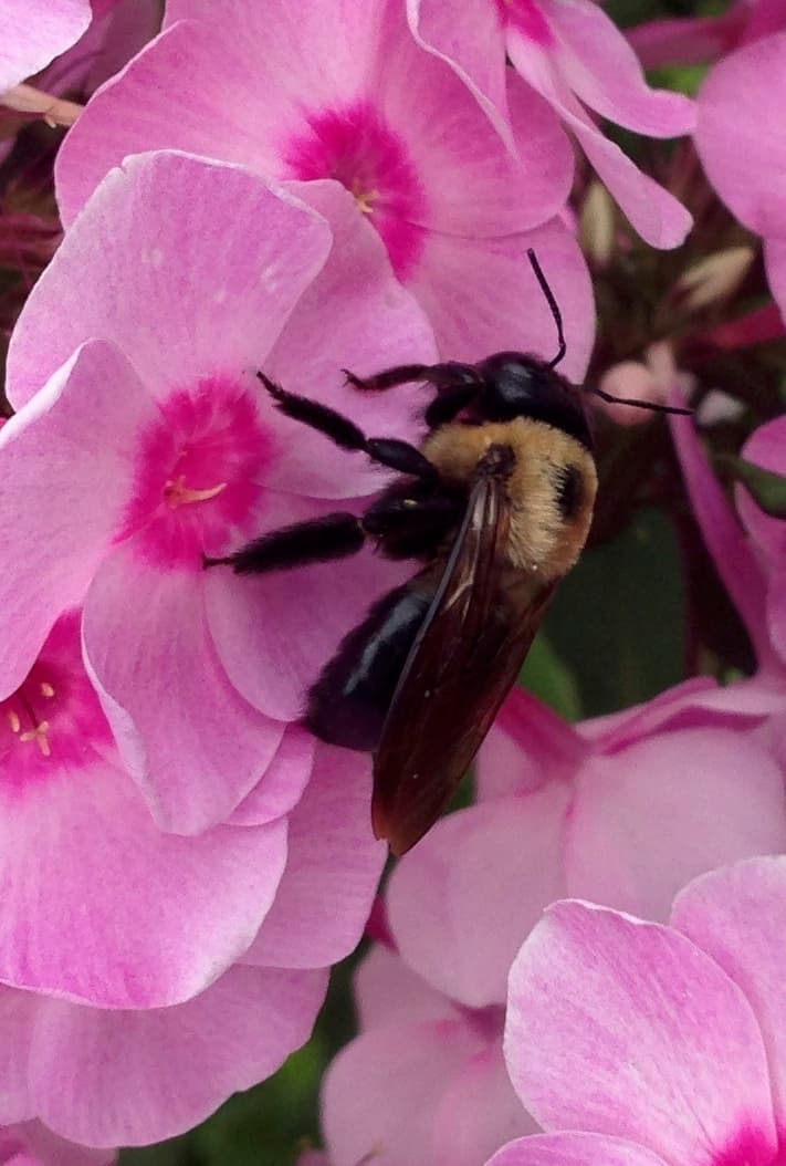 photo of Schoolbus Art