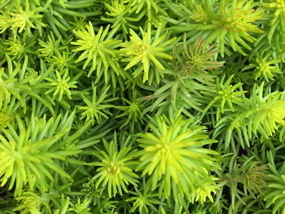 photo of Cypress Spurge