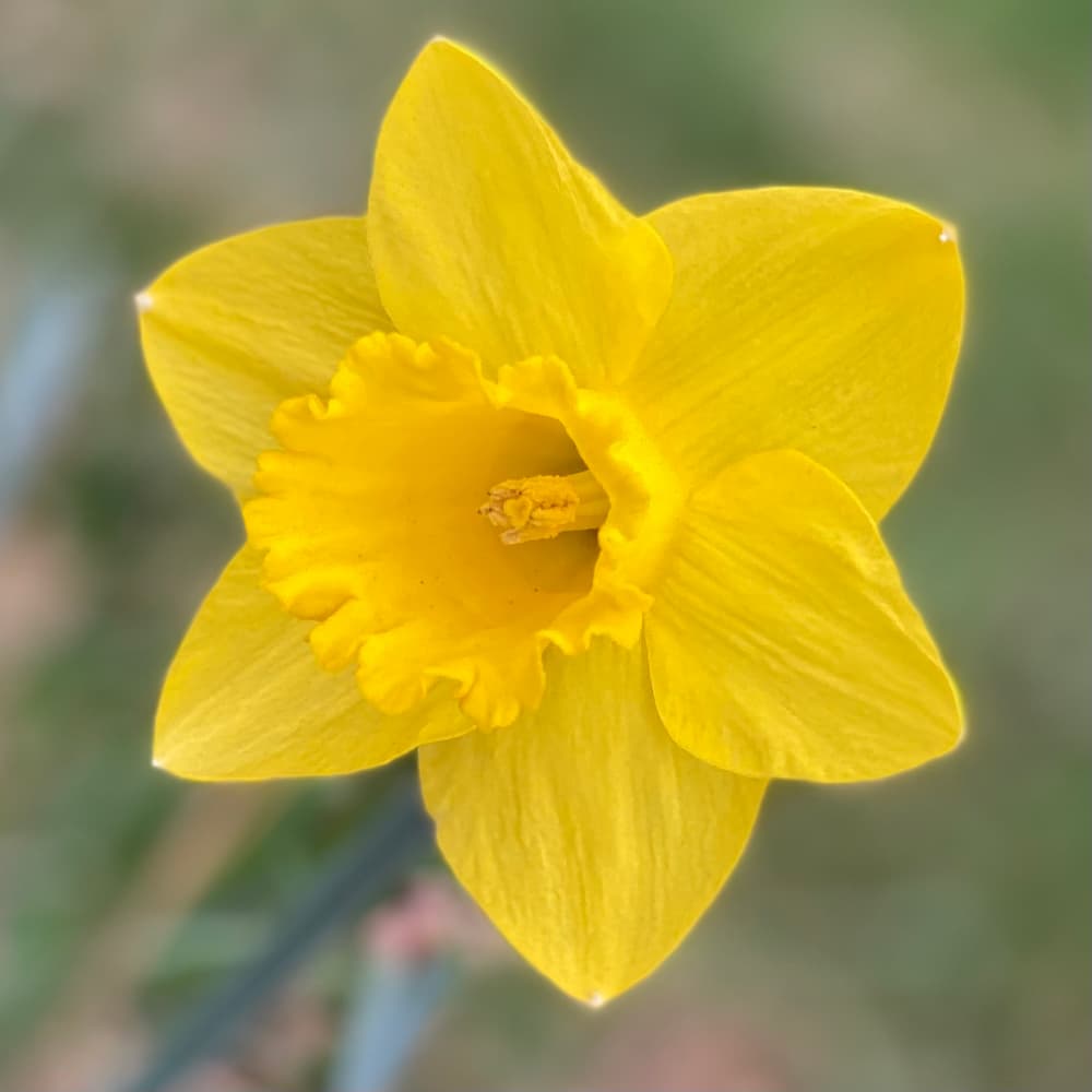 photo of Daffodil