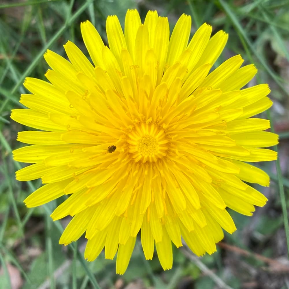 photo of dandelion