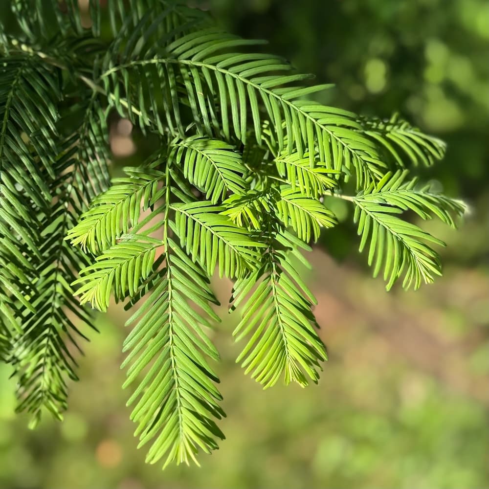 photo of Dawn Redwood	