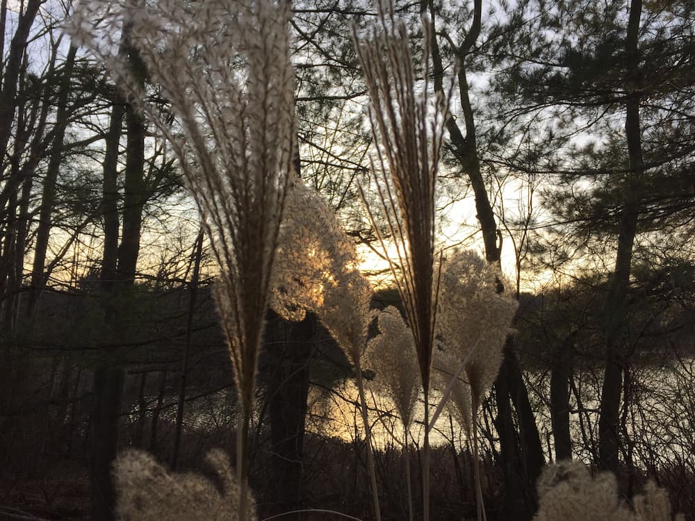 photo of Dawson Pond through Chinese Silver Grass