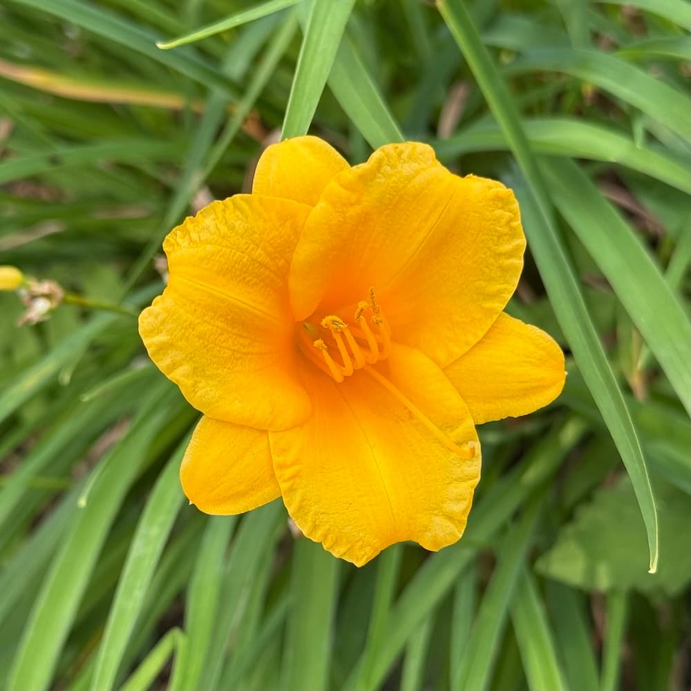 photo of Day Lily on the beach