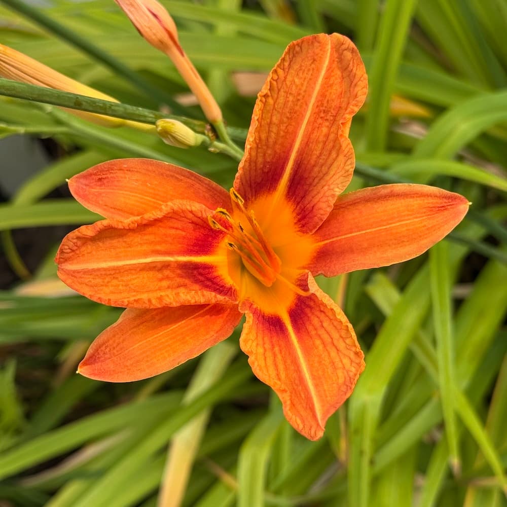 photo of Ditch Lily on the beach