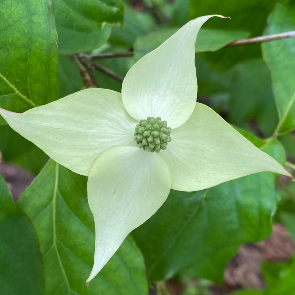 photo of Dogwood Blossom