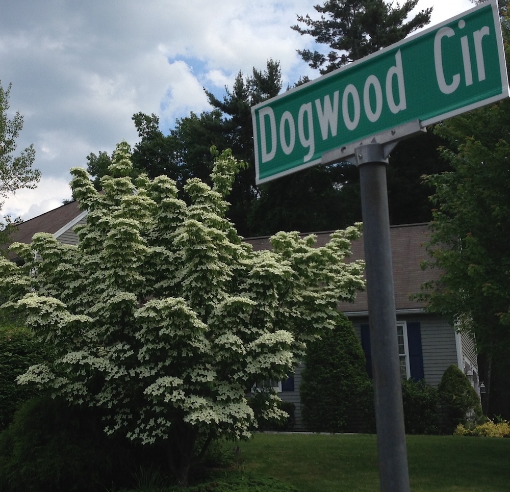 photo of Dogwood Circle