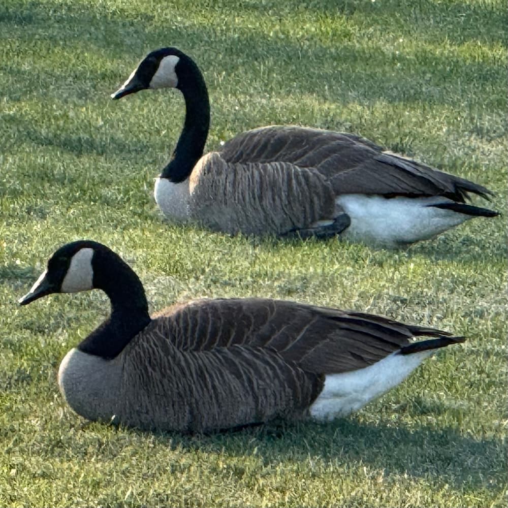 photo of geese in grass