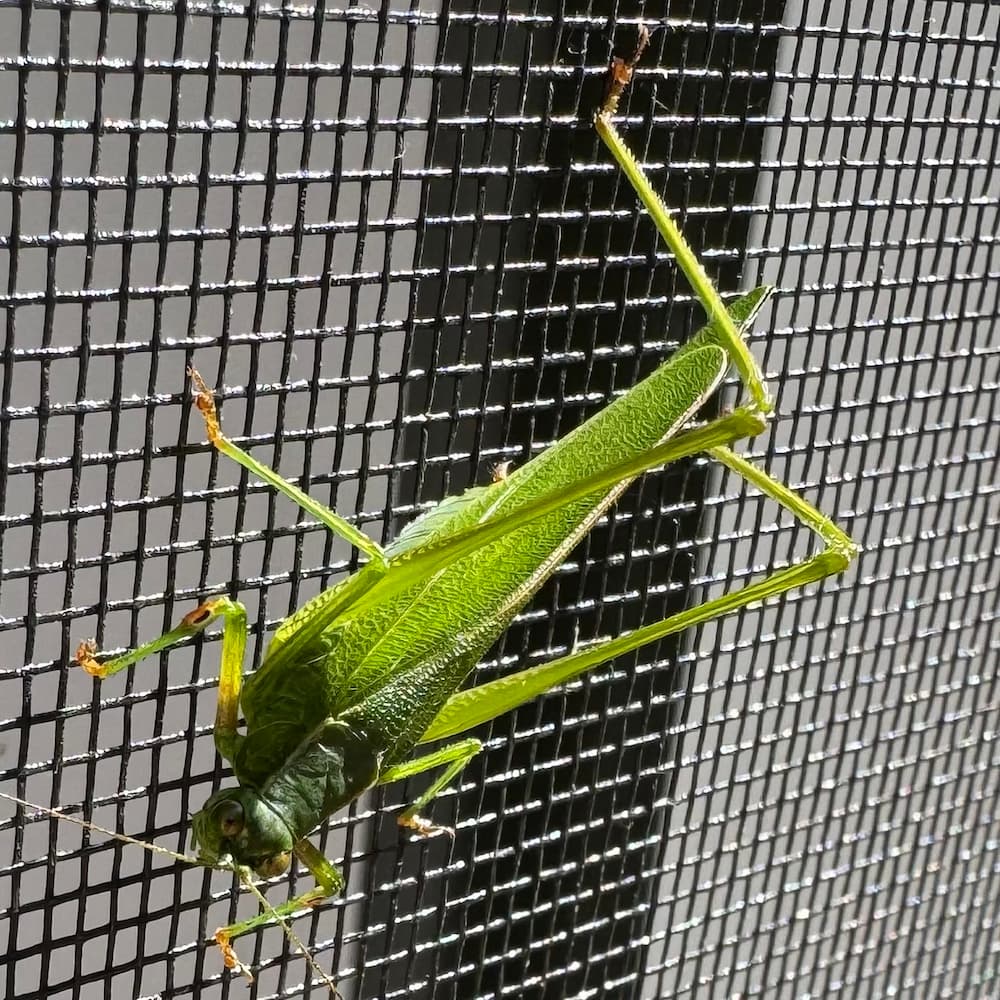 photo of Grasshopper