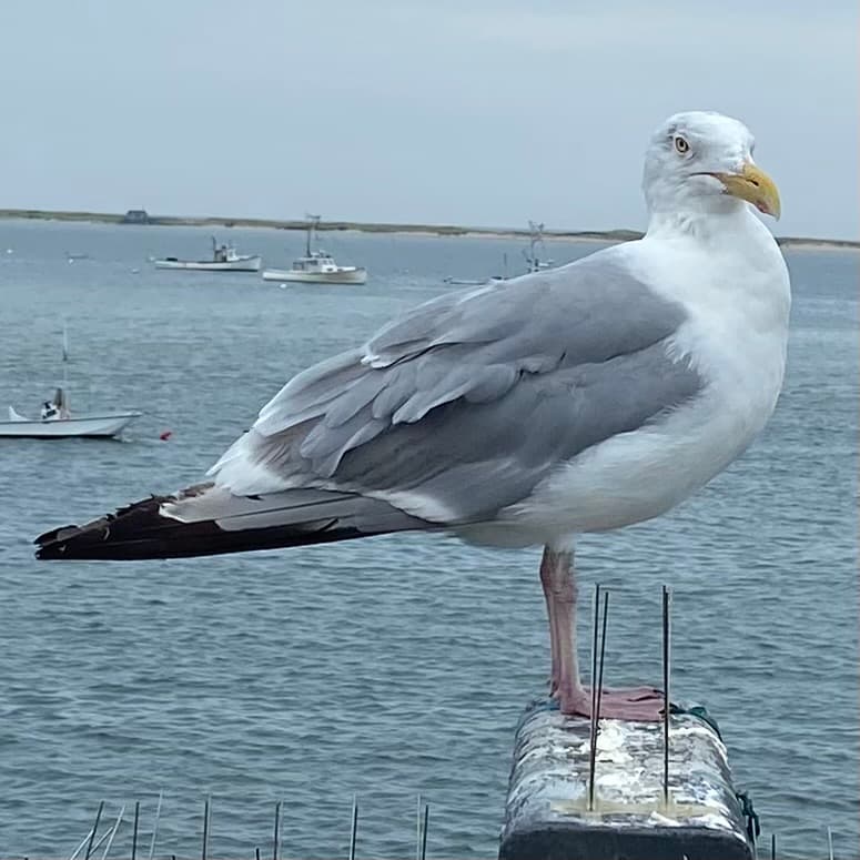 photo of Cape Cod Seagull