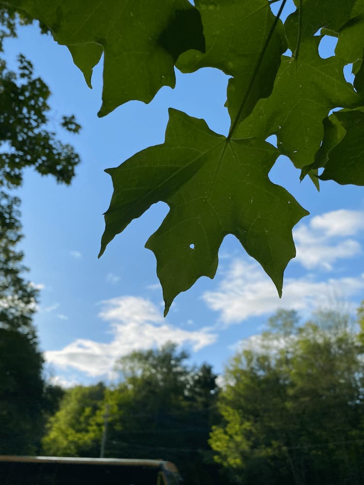 photo of Holy Maple Leaf