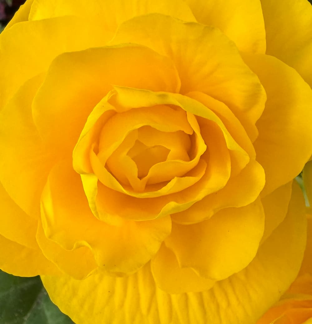 photo of a Hybrid Tea Rose