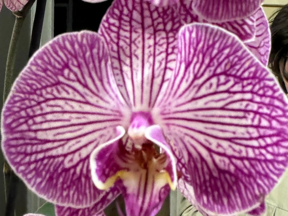 photo of Moth Orchid
