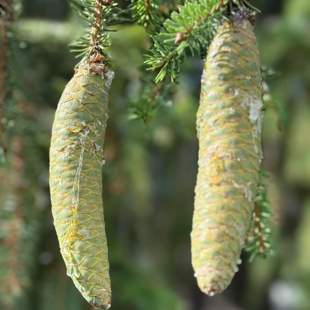 photo of Norway Spruce pine cones