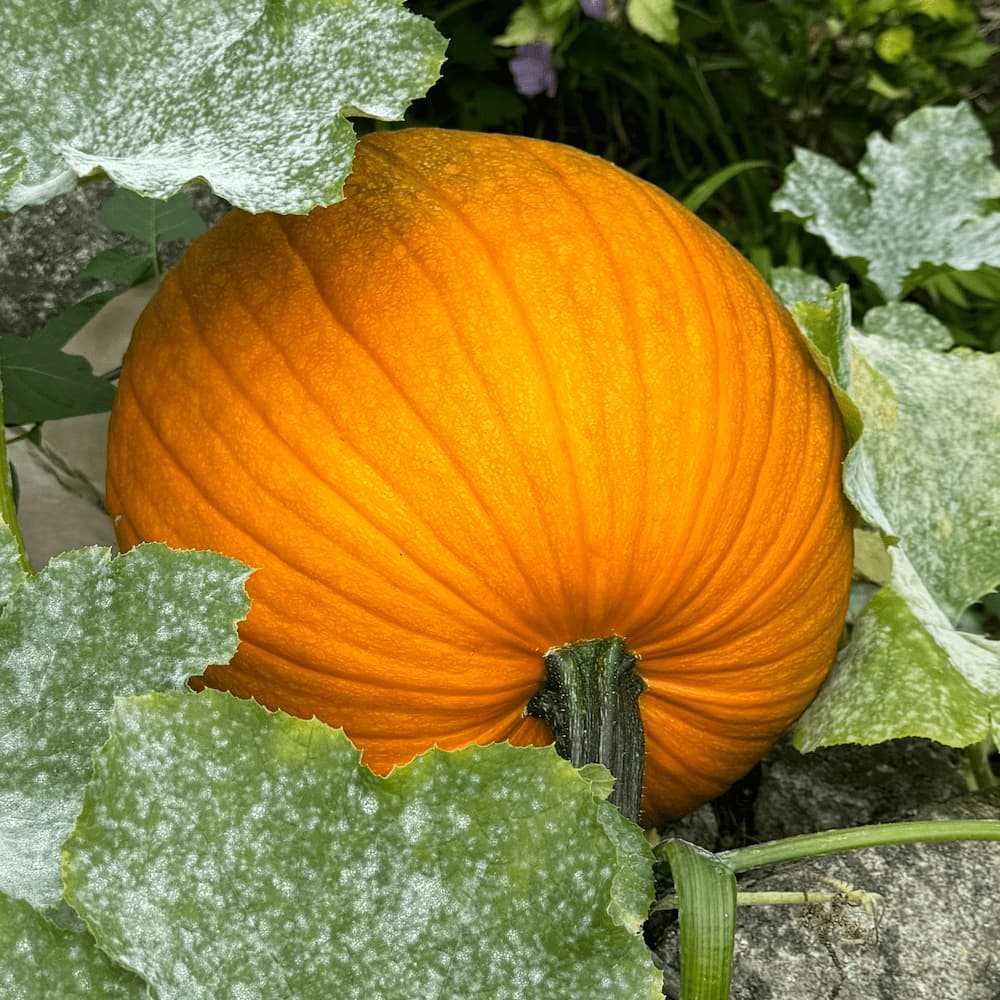 photo of a Pumpkin