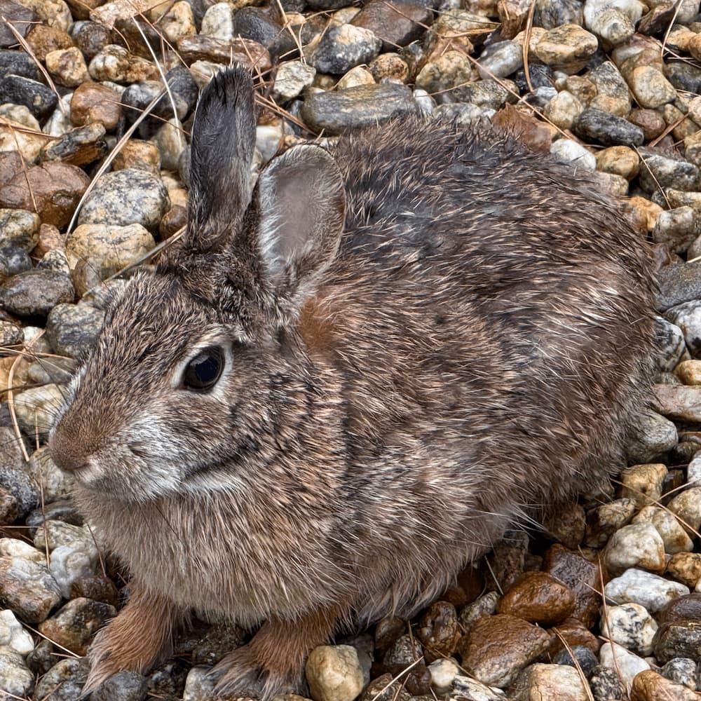 photo of Rabbit
