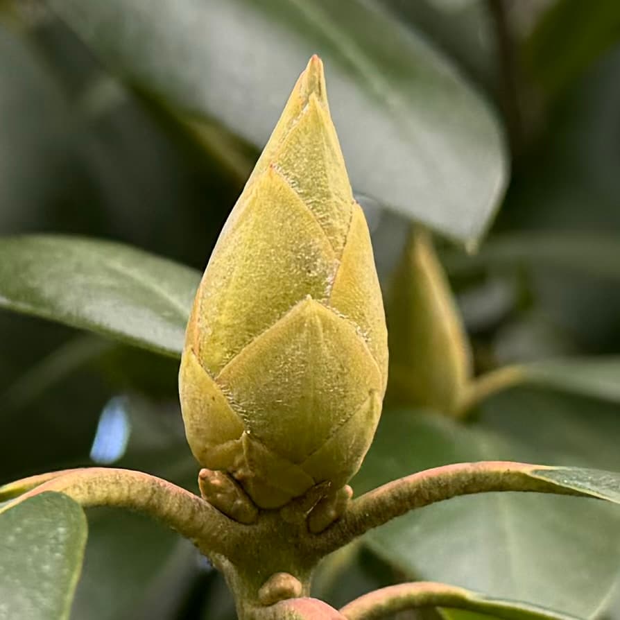 photo of a Rhododendron Bud