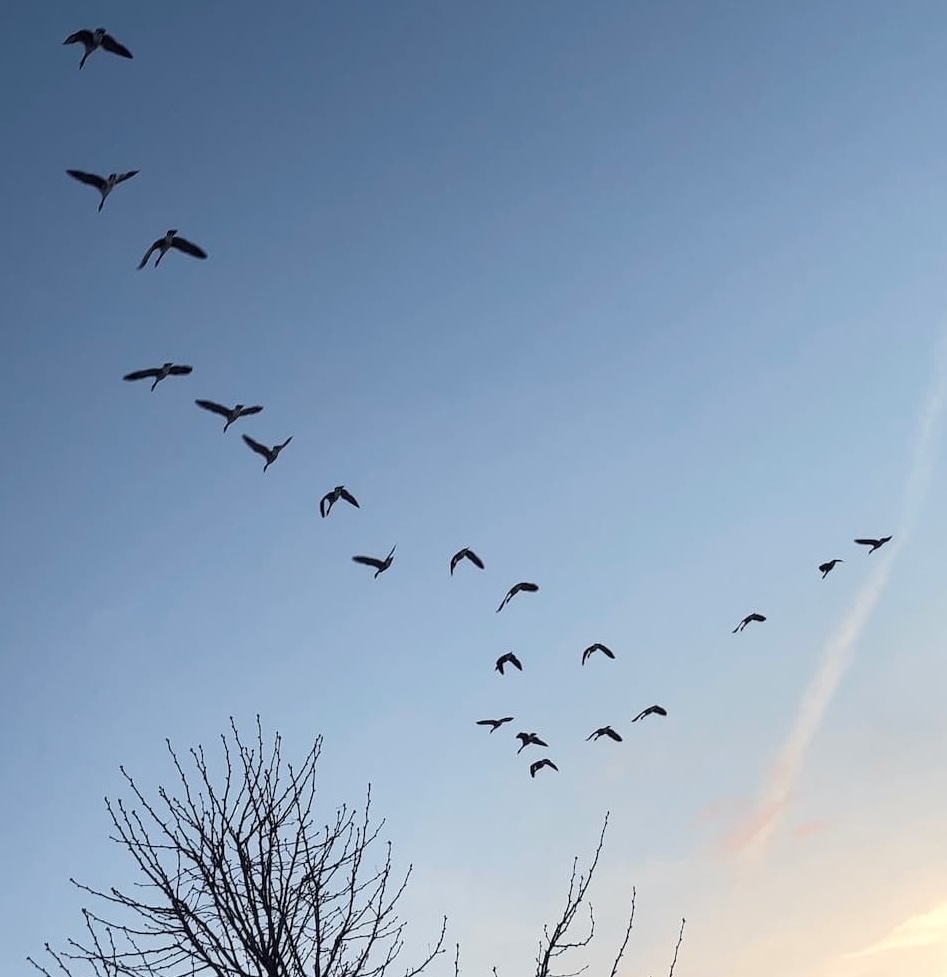 photo of See The Geese In Chevron Flight