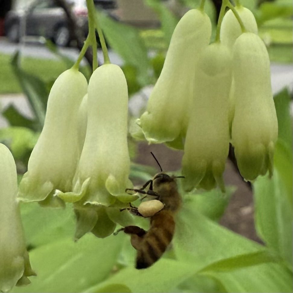 photo of Smooth Solomons Seal