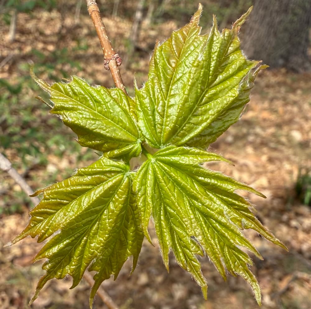 photo of Sugar Maple