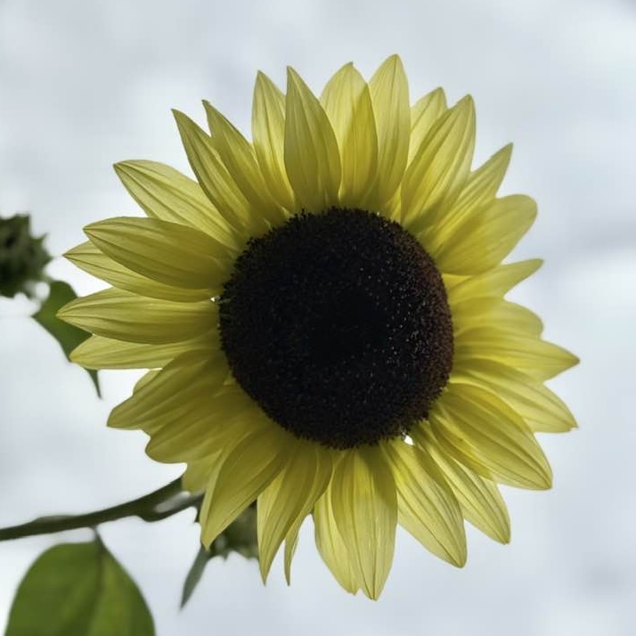 photo of Sun Flower