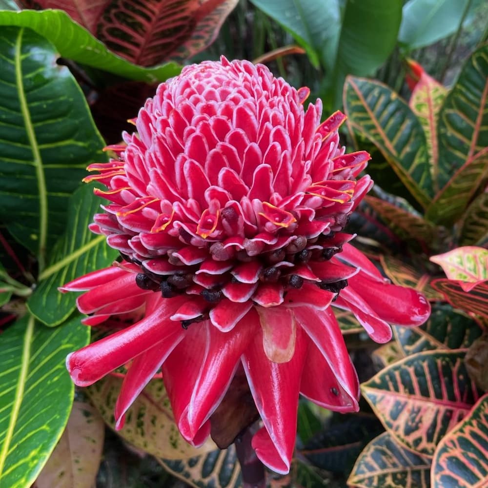 photo of Torch Ginger