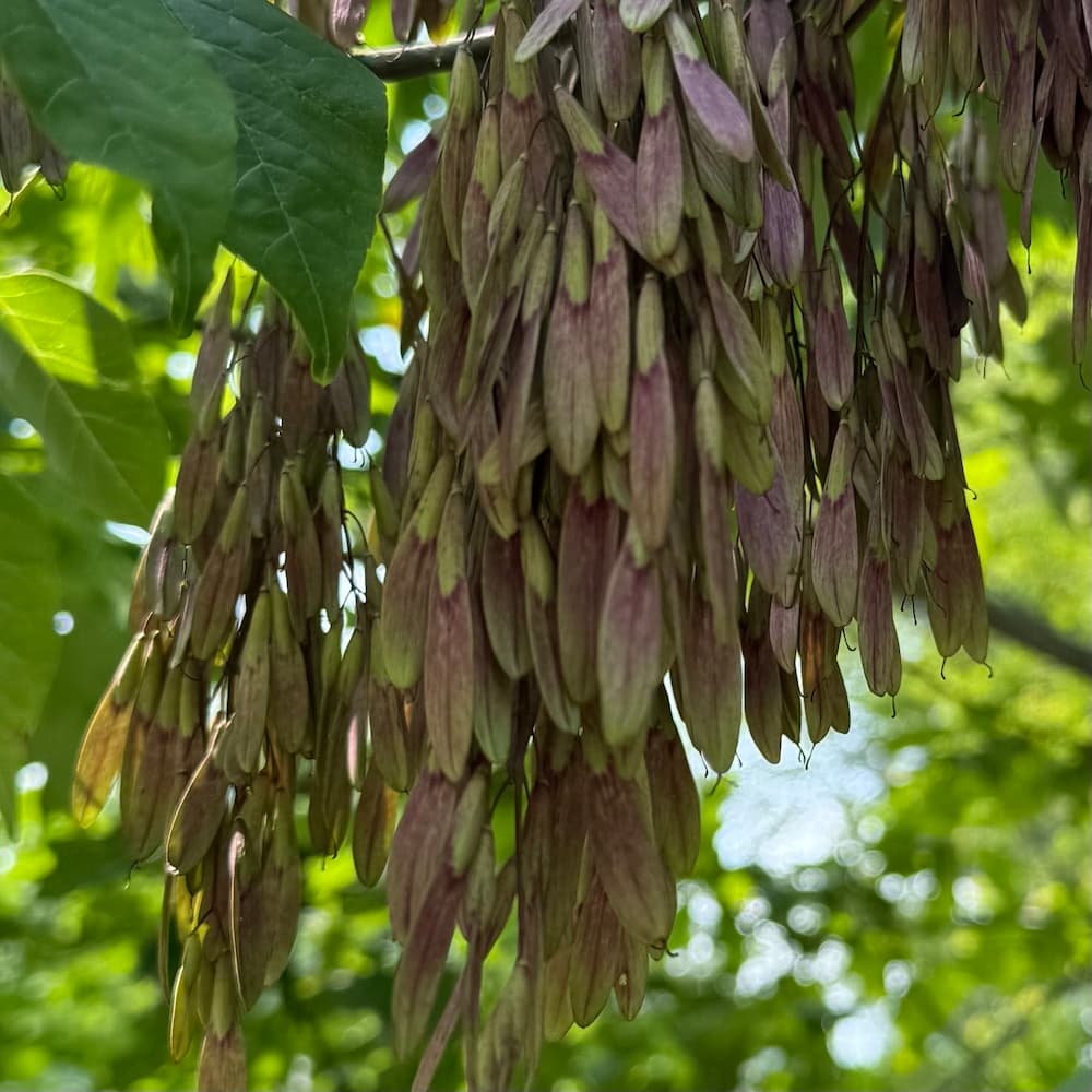 photo of White Ash in June