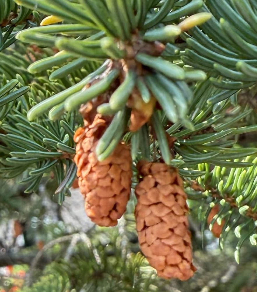 photo of White Spruce cones