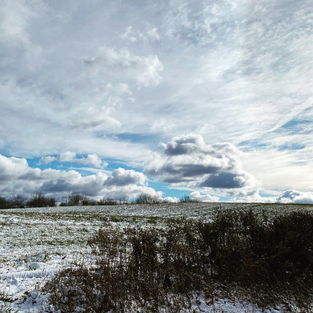 photo of Winter Cornfield